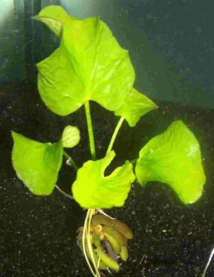 Produktbild von 1 Wasserbanane, Nymphoides Aquatica, Banane