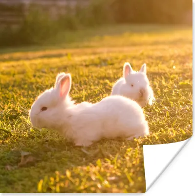Produktbild von MuchoWow® Poster Kaninchen - Baby - Weiß 50x50 cm - Wohnzimmerdekoration