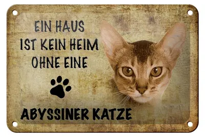 Produktbild von Blechschild Spruch 18x12cm Abyssiner Katze ohne kein Heim