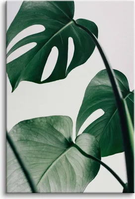 Zdjęcie produktu dla Obrazy na płótnie obraz na ścianę do salonu zielone liście monstera 80x120