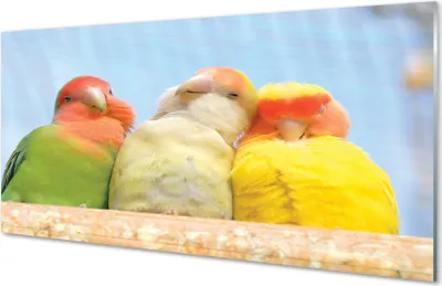 Produktbild von Glasbilder 140x70 Wandkunst bunter Papagei