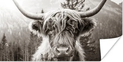 Produktbild von MuchoWow® Poster Kuh - Schottischer Highlander - Schwarz - Weiß 40x20 cm - Poster für die Wand - Poster Schlafzimmer