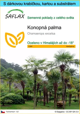 Obrázek produktu pro SAFLAX Dárková sada - konopná palma - Chamaerops excelsa - 10 Semena - S dárkovou krabičkou, přepravním štítkem, dárkovou kartou a pěstebním médiem