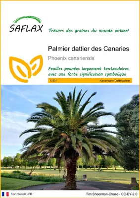 Image de SAFLAX  - Palmier dattier des Canaries - 10 graines - Phoenix