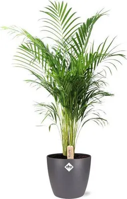 Produktbild von Dypsis Lutescens Areca – Goldfruchtpalme – Zimmerpflanze Ø24cm ↕110cm – Mit Topf Brüssel Anthrazit Ø25x23cm – Üppiges, grünes Laub – Pflegeleicht & dekorativ