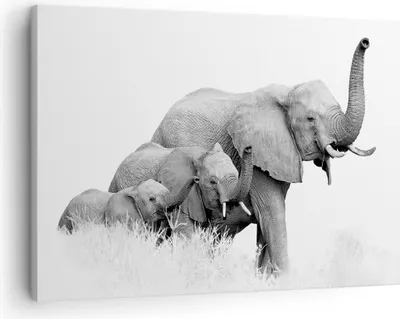 Produktbild von Bild auf Leinwand - Leinwandbild - Einteilig - Elefanten Familie Schwarz und Weiß - 70x50cm - Wand Bild - Wanddeko - Wandbilder - Leinwanddruck - Bilder - Wanddekoration - Leinwand bilder AA70x50-4374
