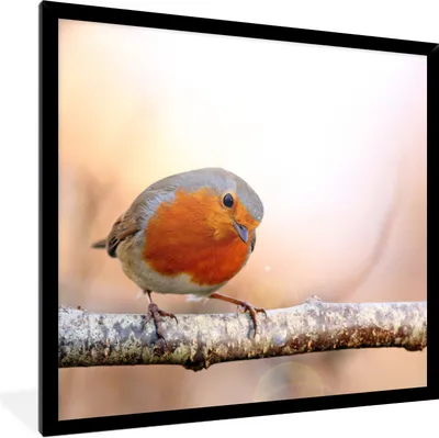 Produktbild von MuchoWow® Gerahmtes Poster Rotkehlchen - Ast - Baum 40x40 cm - Poster mit Schwarzem Bilderrahmen Wandposter Rahmen Foto Bilder - Mit Rahmen - Wanddekoration Schlafzimmer
