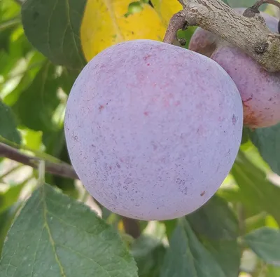 Produktbild von Reneklode `Graf Althans´ - Obstbaum 120-140cm im 10 Liter Topf