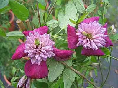 Produktbild von Clematis Avant-Garde TM Evipo033 (N) Waldrebe
