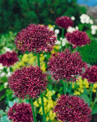 Produktbild von Allium atropurpureum, Zierlauch, dunkelviolett, ca. 11x11 cm Topf
