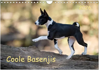 Produktbild von Coole Basenjis (Wandkalender 2026 DIN A4 quer), CALVENDO Monatskalender