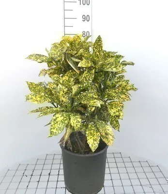 Obrázek produktu pro Aucuba jap. 'Crotonifolia' - japonská aukuba 60- 80 cm kontejner