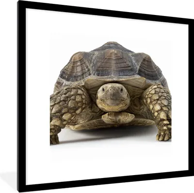 Produktbild von MuchoWow® Gerahmtes Poster Schildkröte - Tiere - Weiß 40x40 cm - Poster mit Schwarzem Bilderrahmen Wandposter Rahmen Foto Bilder - Poster - Plakat im Rahmen