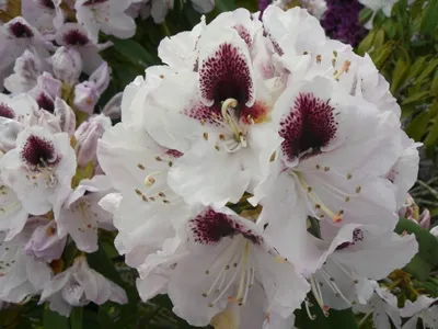 Produktbild von Großblumige Alpenrose Hyperion - Rhododendron hybride Hyperion - 50-60cm