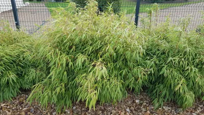 Image de Fargesia rufa / Bambou non traçant