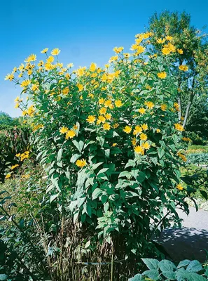 Produktbild von Helianthus tuberosus, Topinambur, gelb, ca. 11x11 cm Topf
