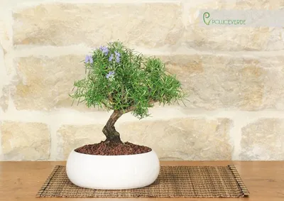 Imagen del producto de Solidchoice - Bonsái de romero en maceta de cerámica