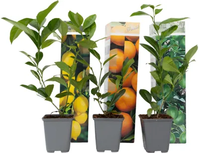 Produktbild von Zitruspflanzenmischung - 3 Stk - Citrus limon - Höhe 25-40cm - ⌀9cm