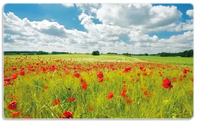 Produktbild von Wallario Frühstücksbrettchen aus Glas, je 14 x 23 cm, mit rutschfesten Füßen, Motiv Grüne Wiese mit Mohnblumen