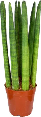 Image de Bloomique - Sansevieria Straight - Langue de belle-mère - Plantes d’intérieur - Dépolluante - Très facile à entretenir - Hauteur 20-30 cm - Pot 12 cm