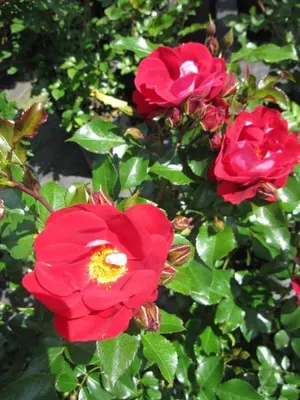 Produktbild von Rosa Caracho ® - Kleinstrauchrose Caracho ® - Kordes Rose - ADR Rose
