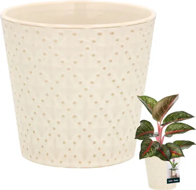 Produktbild von KOTARBAU® Vintage Blumentopf Übertopf Keramik Cremefarben ⌀ 12 cm Höhe 13 cm Keramik glasiert 1 St. Trapez Blumenübertopf groß Übertöpfe für Zimmerpflanzen Blumentopf Keramik