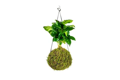 Obrázek produktu pro Gardners Kokedama Coffea arabica (M)