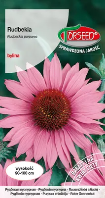 Produktbild von Samen von Rudbeckia lila-rosa 0.5g - Torseed