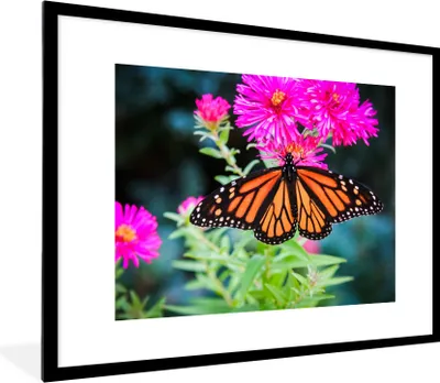 Produktbild von MuchoWow® Gerahmtes Poster Schmetterling - Botanisch - Blume 80x60 cm - Poster mit Schwarzem Bilderrahmen Wandposter Rahmen Foto Bilder - Schlafzimmer-Dekorationen - Fotoposter