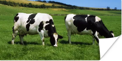 Produktbild von MuchoWow® Poster Kühe - Tiere - Gras 120x60 cm - Bild