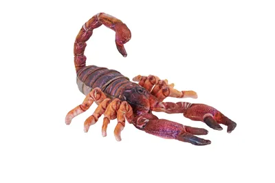 Produktbild von Wild Republic - 28711 - Living Earth, Skorpion, Plüsch, 56cm x 8cm x 20cm
