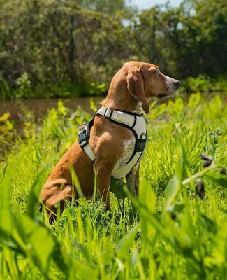 Immagine prodotto di Guinzaglio per cani, elastico, antistrappo, riflettente, regolabile, taglia M, beige