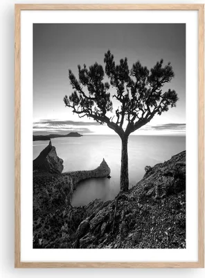 Produktbild von Gerahmtes Poster - Rahmen in heller Eiche - Baum Schwarzweiß Ansicht - 50x70 cm - Wand Bild - Wanddeko - Wandbilder - Wandposter - Bilderrahmen - Bilder - Kunstdruck - Wandbild - P2NPA50x70-4297
