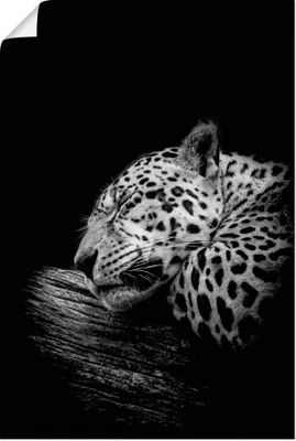 Produktbild von ARTland Poster Der schlafende Jaguar Größe: 20x30 cm
