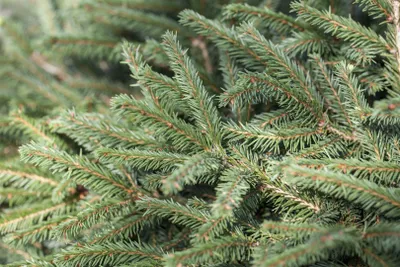Produktbild von Picea abies 'Nidiformis', Nestfichte, 15–20 cm