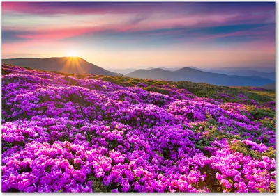 Produktbild von Tulup® Glas-Bild - 100 x 70 - Wandbild aus Glas - Wandkunst - Wandbild hinter gehärtetem Sicherheitsglas - Blumen & Pflanzen - Blumen Berge - Lila