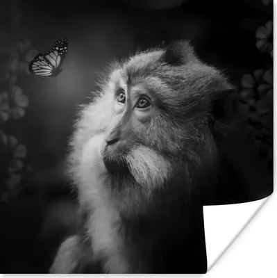 Produktbild von MuchoWow® Poster Schmetterling - Affe - Natur - Schwarz - Weiß 75x75 cm - Wand Dekoration