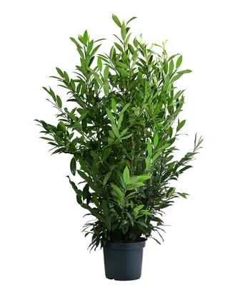 Produktbild von Dehner Kirschlorbeer Herbergii, Prunus laurocerasus, immergrüner Busch, 100-125 cm, 15 l Topf, Ziergehölz
