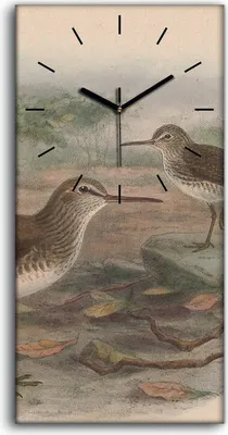 Produktbild von Küchenuhr Bürouhr Leinwand Uhr Quarz 30x60 Vögel Wild Tiere Zeichnung Kunst - schwarze Hände
