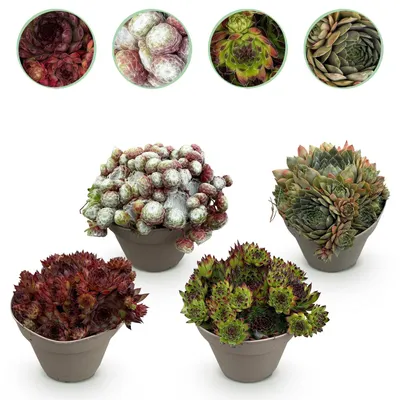 Image de Green boutiQ - Plante couvre-sol - Résistante au froid - Sempervivum Big Sam - 4 plants - Couleurs variées - Peu d'entretien - Pot 14 cm, hauteur 17 cm