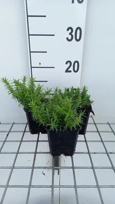 Obrázok produktu pre 6 x Phlox (s) 'White delight' - Flammenblume - Topf 9 x 9 cm