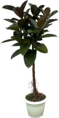 Zdjęcie produktu dla Trendyplants - Ficus Elastica Robusta pień - Drzewo kauczukowe - Wysokość 130-150 cm - Rozmiar doniczki Ø32 cm