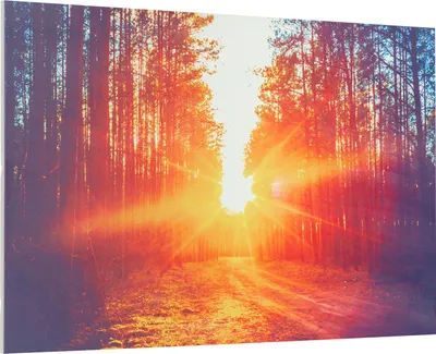A sunbeam shines through a forest, illuminating a path.