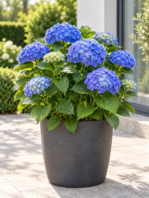 Produktbild von Ballhortensie ‘Bodensee’ 20–30 cm – Hydrangea macrophylla mit dunkelblauen Blüten, winterharte Gartenhortensie für Kübel und Beet, KI-generiertes Bild