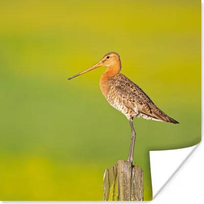 Produktbild von MuchoWow® Poster Vogel - Tiere - Uferschnepfe - Pfahl - Grün 100x100 cm - Babyzimmer