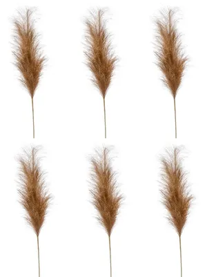 Produktbild von 6er Set künstliches Pampasgras Federzweig braun H. 100cm Emerald Kunstblumen