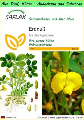 Produktbild von SAFLAX Garden to go - Erdnuß - Arachis hypogaea - 8 Samen - Mit Topf, Klima - Deckel und Anzuchtsubstrat
