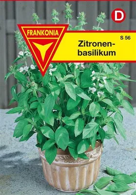Produktbild von Zitronenbasilikum