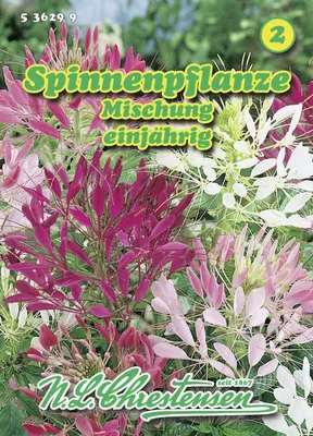 Produktbild von Spinnenpflanze Mischung  | Spinnenblumensamen von N.L. Chrestensen