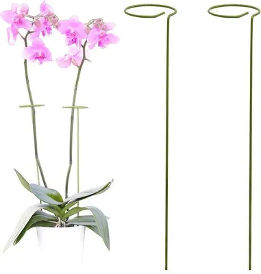 Productafbeelding van Famanu plantensteunen met ringen - Ondersteuning voor bloemen en groenten - 2 stuks